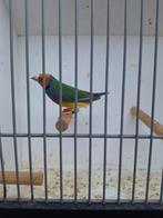 Gouldamadine (man), Dieren en Toebehoren, Vogels | Overige Vogels, Mannelijk, Tropenvogel, Geringd