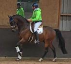 #knappe, Z2 ruin 10 jr 1.72m ️nu 5000 euro️ !!goed lezen!!#, Dieren en Toebehoren, Paarden, Ruin, Recreatiepaard