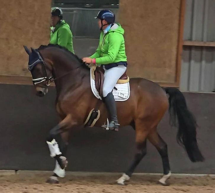 #knappe, Z2 ruin 10 jr 1.72m ️nu 5000 euro️ !!goed lezen!!#, Dieren en Toebehoren, Paarden, Ruin, Recreatiepaard