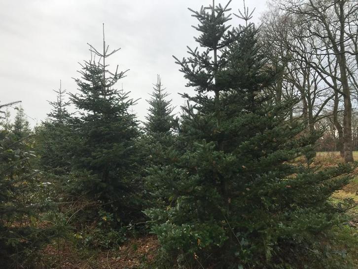 Kerstbomen, grote, Tuin en Terras, Planten | Bomen, Overige soorten, Volle zon, Bloeit niet, Ophalen