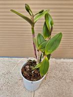 Orchidee Cattleya Spikkel p12 (7), Huis en Inrichting, Kamerplanten, Ophalen of Verzenden, Overige soorten, Minder dan 100 cm