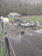 Loopeenden man natuurkleur, Dieren en Toebehoren, Pluimvee, Mannelijk, Eend