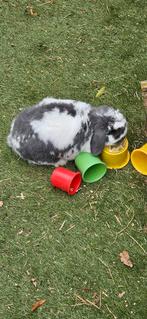 Guus zoekt een nieuw huisje met een vriend(in) voor hem, Dieren en Toebehoren, Mannelijk, Dwerg
