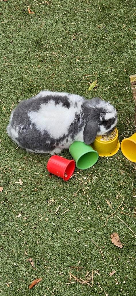 Guus zoekt een nieuw huisje met een vriend(in) voor hem, Dieren en Toebehoren, Konijnen, Dwerg, Mannelijk