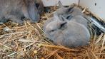 Hele mooie jonge NHD  kleur isabella, Ned Hangoor dwergjes, Dieren en Toebehoren, Konijnen, Meerdere dieren, Dwerg, Hangoor, 0 tot 2 jaar