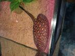 Potamotrygon hybride rog, Dieren en Toebehoren, Vissen | Aquariumvissen
