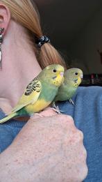 Handtamme jonge grasparkieten, Dieren en Toebehoren, Vogels | Parkieten en Papegaaien, Vrouwelijk, Parkiet, Tam