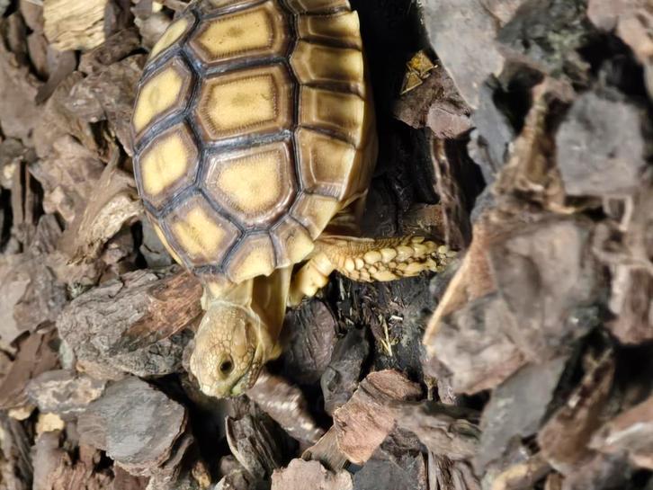 Nakweek sporenschildpadden, Dieren en Toebehoren, Reptielen en Amfibieën, Hagedis, 0 tot 2 jaar