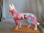 Acupunctuur model, leermiddel "Hond", Antiek en Kunst, Ophalen of Verzenden