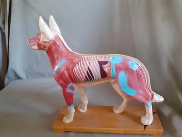 Acupunctuur model, leermiddel "Hond" beschikbaar voor biedingen
