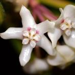 Hoya australis ssp. Teneupes ‘outer variegata’, Overige soorten, In pot, Minder dan 100 cm, Bloeiende kamerplant