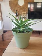Aloë Vera Aborescens, Huis en Inrichting, Kamerplanten, Ophalen, Overige soorten, Minder dan 100 cm