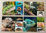 4 beloningsprentjes De Stulp reptielen kameleon salamander, Verzamelen, Ophalen of Verzenden, 1980 tot heden, Ongelopen