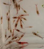 Neocaridina garnalen, Dieren en Toebehoren, Vissen | Aquariumvissen, Kreeft, Krab of Garnaal