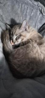 Ragdoll kitten katertje, Dieren en Toebehoren, Meerdere dieren, Gechipt