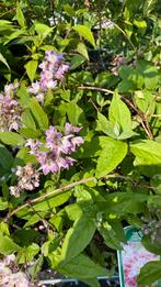 Deutzia, Tuin en Terras, Planten | Tuinplanten, Ophalen, Zomer, Overige soorten, Volle zon