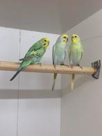 Regenboog grasparkiet parkiet, Meerdere dieren, Parkiet, Geringd
