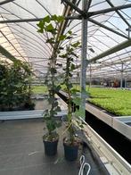 Hedera Hibernica 110cm! Beperkte voorraad!, Tuin en Terras, Planten | Tuinplanten, Vaste plant, Klimplanten, Ophalen, Bloeit niet