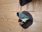Gouldamadine, Verzamelen, Ophalen of Verzenden, Nieuw, Vogel, Opgezet dier