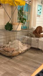 Grote maat hondenbench, Dieren en Toebehoren, Ophalen of Verzenden, Zo goed als nieuw