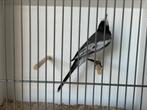 Indische bonte kwikstaart man, Dieren en Toebehoren, Mannelijk