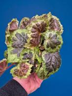 Begonia Dongoranensis p10, Ophalen of Verzenden, Halfschaduw, Minder dan 100 cm