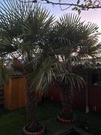2 Grote Palmbomen - 230/240 cm hoog, Tuin en Terras, Planten | Bomen, Volle zon, Ophalen of Verzenden, 100 tot 250 cm, Zomer