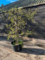 Fruitbomen appelboom, Ophalen of Verzenden, Lente, Volle zon, Overige soorten