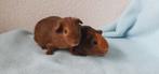 Jonge cavia zeugjes en beertjes, Cavia, November, Meerdere dieren, Tam