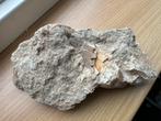 Crushed gewortelde Mosasaurus tand, Ophalen of Verzenden, Fossiel