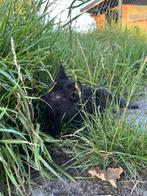 Gratis zwarte boerderij kitten vrouwtje, Dieren en Toebehoren, Poes, Kortharig, 0 tot 2 jaar