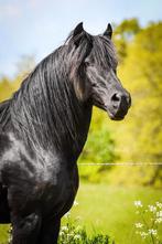 Schitterende menorquin hengst en zijn 4 jarige zoon (ruin), Gechipt, Minder dan 160 cm, Niet van toepassing, 3 tot 6 jaar