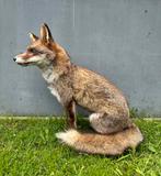 Taxidermy vos, Verzamelen, Ophalen of Verzenden, Gebruikt