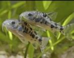 corydoras paleatus 2.5-3cm €2,95, Dieren en Toebehoren, Vissen | Aquariumvissen, Vis, Zoetwatervis