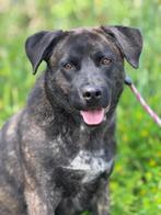 Ash, een enorme vrolijke, intense lieverd....., Dieren en Toebehoren, Honden | Niet-rashonden, Particulier, Rabiës (hondsdolheid)
