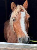 Gratis paardenmest voor de (moes)tuin, Ophalen, Gebruikt