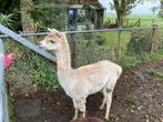 Alpaca dekhengst Henk ruilen, Dieren en Toebehoren, Mannelijk, Voor 1 juli 2024