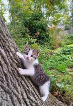 3 lieve kittens te koop, Dieren en Toebehoren, Meerdere dieren, Kortharig, 0 tot 2 jaar
