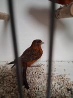 Vele soorten vogels vanavond geopend kanarie parkiet papagaa, Dieren en Toebehoren, Vogels | Overige Vogels, Meerdere dieren