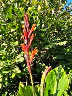 Canna bloemriet (1.60 - 1.70 m, 6 euro per stuk, 6 voor 30), Ophalen, Zomer, Overige soorten, Volle zon
