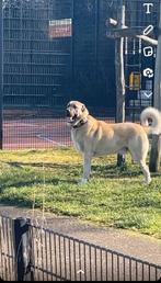 Dekreu kangal 100% orgineel, Particulier, Rabiës (hondsdolheid), 3 tot 5 jaar, Reu