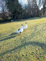 Twense land ganzen 50eu per  stuk, Dieren en Toebehoren, Pluimvee