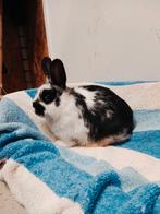 Leuke dwerg konijntje te koop, Dieren en Toebehoren, Mannelijk, Dwerg