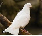 Witte pauwstaart duiven, Dieren en Toebehoren, Vogels | Duiven, Meerdere dieren, Overige soorten