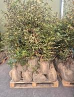 6 pallets beukenhaag met kluit, Tuin en Terras, Planten | Tuinplanten, Ophalen of Verzenden, Volle zon