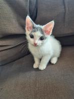 Britse korthaar x Maine Coon kitten, Poes, Kortharig, 0 tot 2 jaar