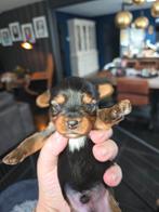 Yorkse Terriër te koop, Dieren en Toebehoren, Honden | Jack Russells en Terriërs, Yorkshire Terriër, Reu, CDV (hondenziekte), 8 tot 15 weken