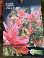 Photinia Pink 21 st 50-60cm hoog - Sierheester - Haag, Tuin en Terras, Vaste plant, Halfschaduw, Lente, Ophalen