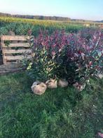 Glansmispel en olijfwilg struiken haag haagplanten photinia, Tuin en Terras, Planten | Struiken en Hagen, Ophalen of Verzenden