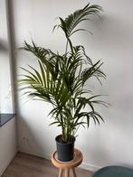 Grote palm 190cm van intratuin, Ophalen, Overige soorten, 150 tot 200 cm